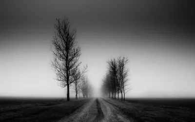 A dirt track runs between bare trees into thick fog, the horizon dissolving into flat grey.