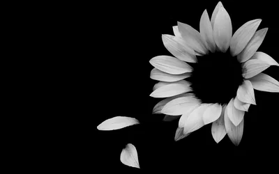One white bloom leans in from the right of a solid black field, two fallen petals below it, everything else flat black for OLED screens.