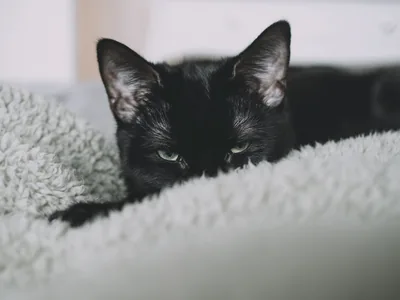 Two black kittens rest their chins on the edge of a grey sherpa blanket, only ears, eyes and noses showing above the fur.