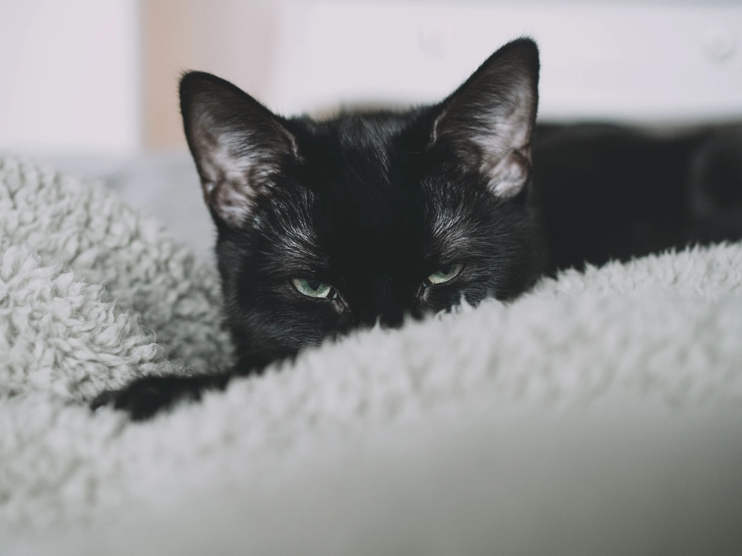Two black kittens rest their chins on the edge of a grey sherpa blanket, only ears, eyes and noses showing above the fur.