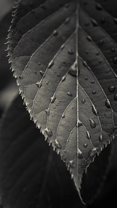 One serrated leaf fills the frame in monochrome, its veins and water drops picked out by side light.