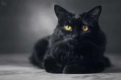 A long-haired black cat rests with its paws forward on pale marble, yellow eyes wide against a soft grey wall.