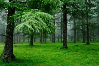 Feathery cedar branches spread over an even carpet of vivid grass, distant trunks fading into mist so the background stays soft behind icons.