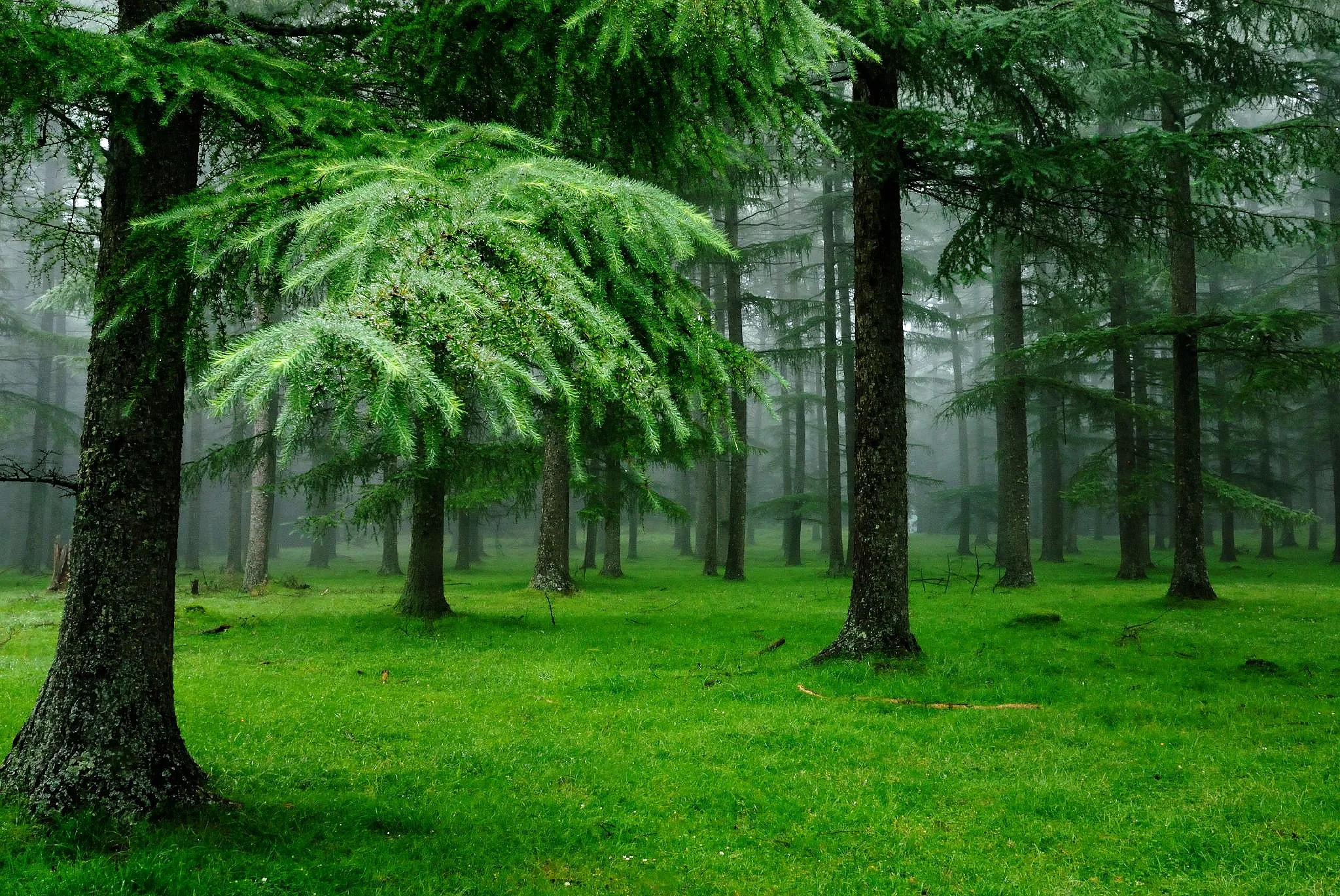 Feathery cedar branches spread over an even carpet of vivid grass, distant trunks fading into mist so the background stays soft behind icons.