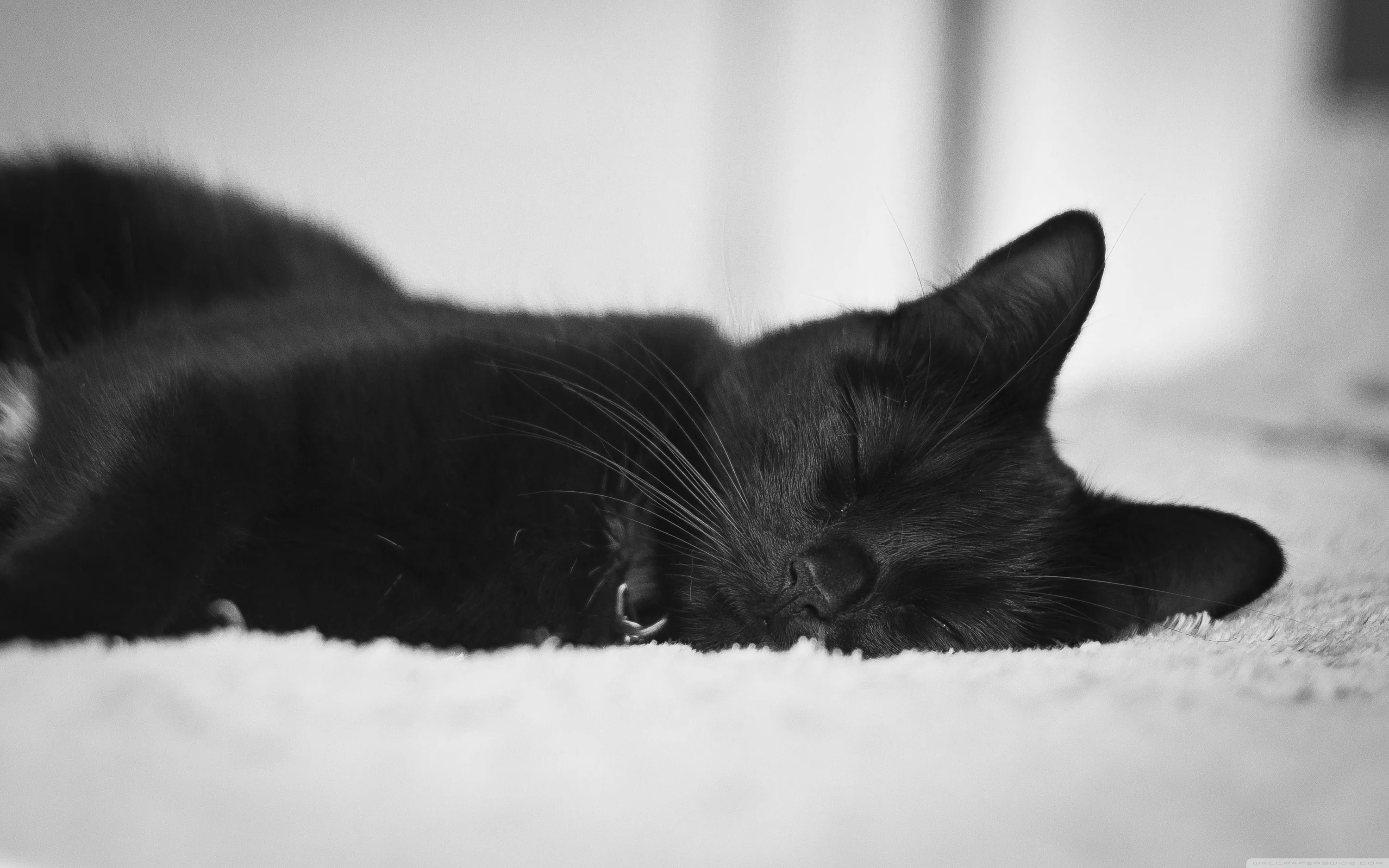 A black cat sleeps stretched out on a pale rug, eyes shut and ear folded back, the room behind blurred to soft monochrome.