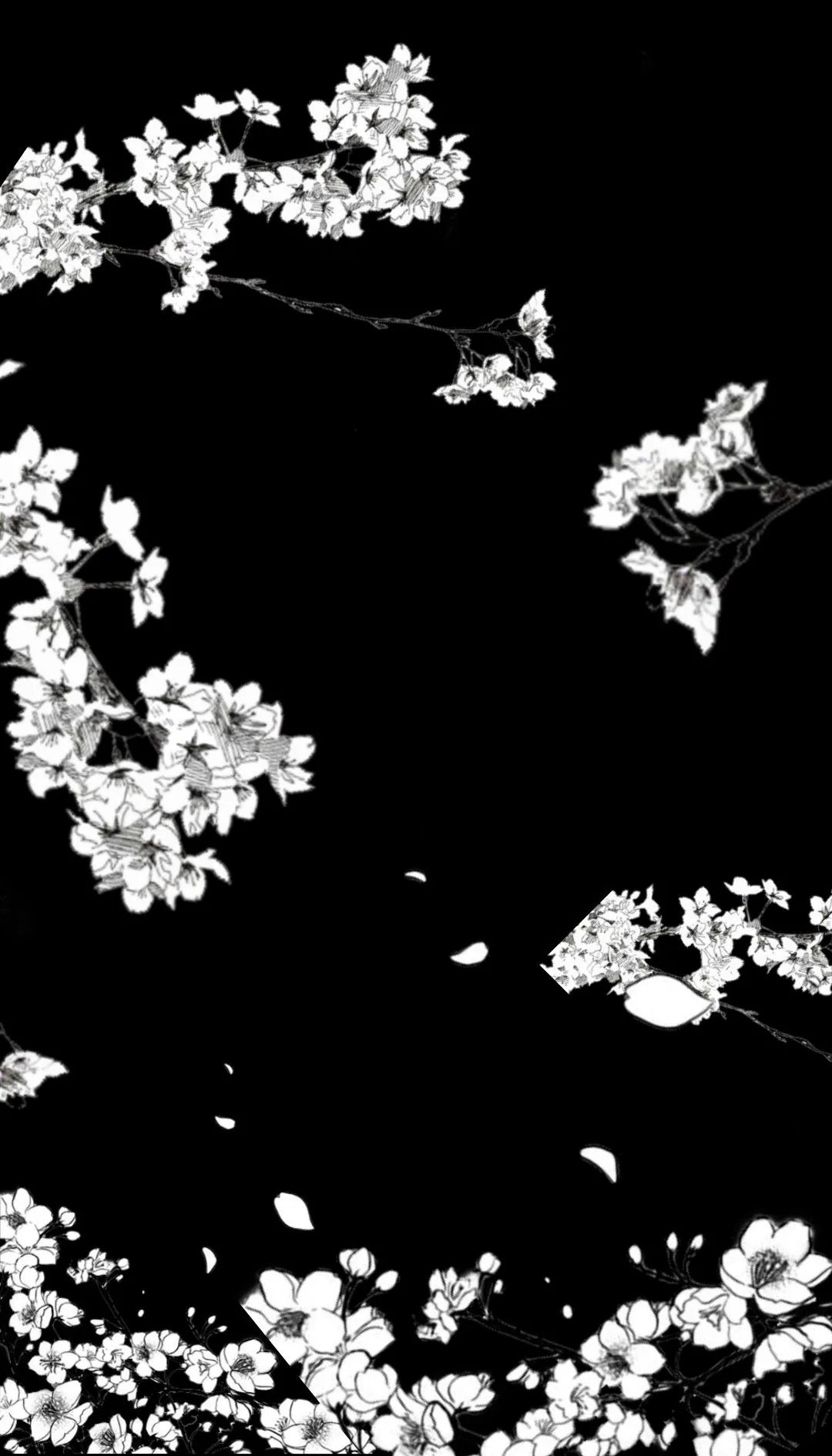 Clusters of white cherry blossoms hang along the top and bottom of a pure black frame, loose petals falling through the empty middle where the clock sits.