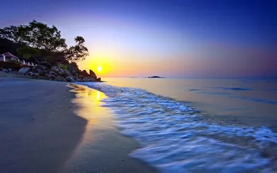 The sun drops behind a tree leaning off the left bank, blurred surf brushing gold light up the sand toward the camera.
