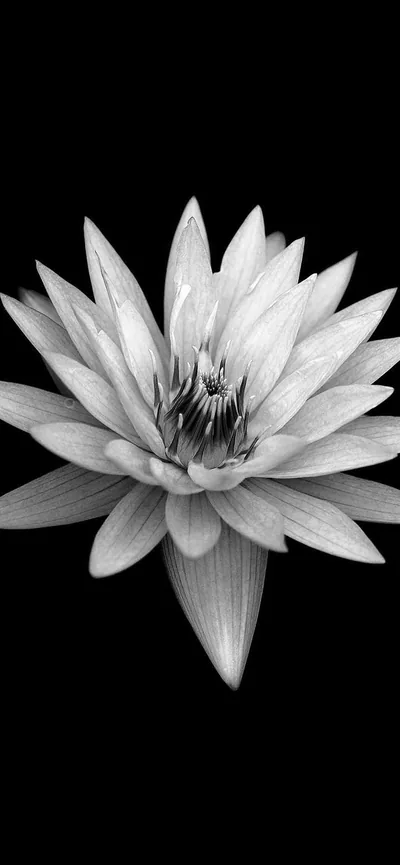 A single water lily opens in monochrome against solid black, every petal edge lit while the centre stays dark.
