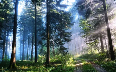 Cool blue haze fills a spruce stand as sunbeams slant in from the upper right, a grassy double track exiting the frame at the lower right corner.