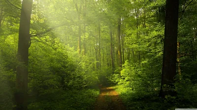 Soft light hazes through a young green wood, a faint leafy path at bottom centre and no hard shadows anywhere — a gentle backdrop for a busy home screen.