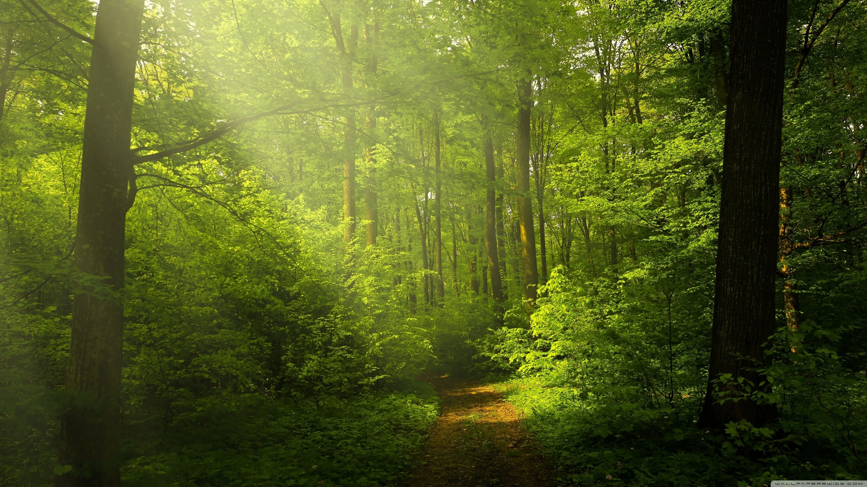 Soft light hazes through a young green wood, a faint leafy path at bottom centre and no hard shadows anywhere — a gentle backdrop for a busy home screen.