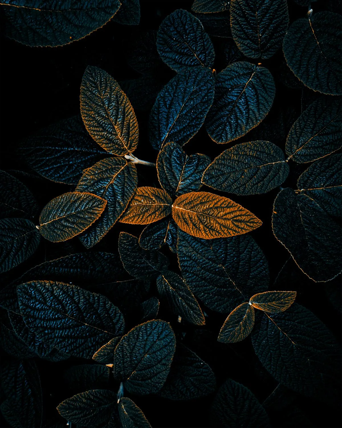 Rounded leaves crowd a tall frame in deep teal, a few turned gold and catching the light at the centre.