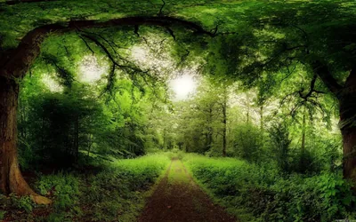 Two mossy oaks arch into a tunnel of saturated green, a bare earth path running dead centre toward the white glow at its end.