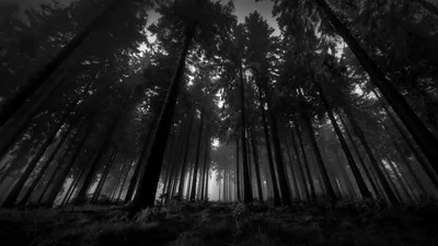 Looking straight up trunks of a dense pine forest in monochrome, a small patch of pale sky burning through the canopy at the centre.