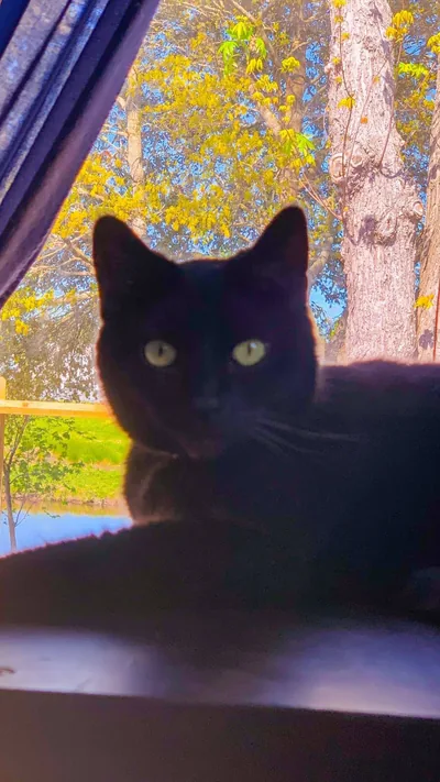 A black cat sits in a window with a blue curtain drawn aside, yellow leaves and a tree trunk visible through the glass behind it.