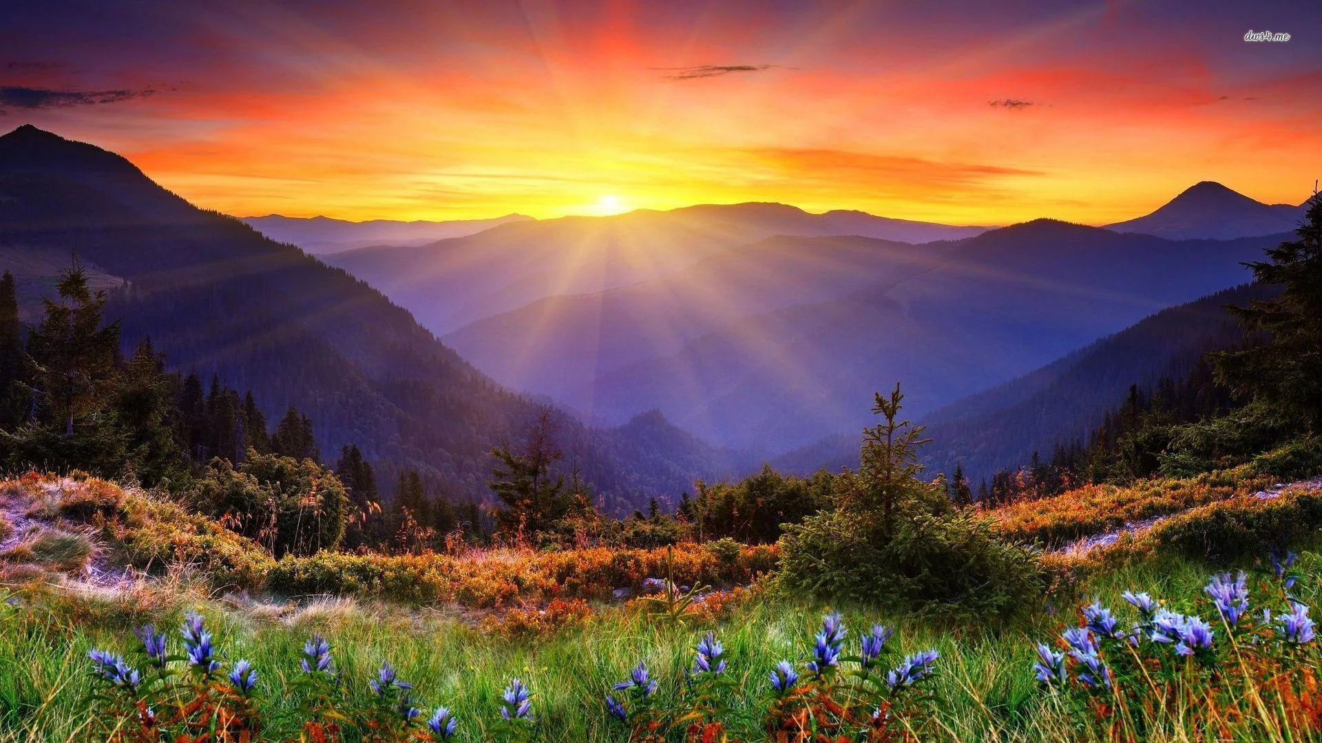 Rays fan out from a rising sun across layered blue ridges, purple lupines and backlit grasses catching the light along the bottom edge.