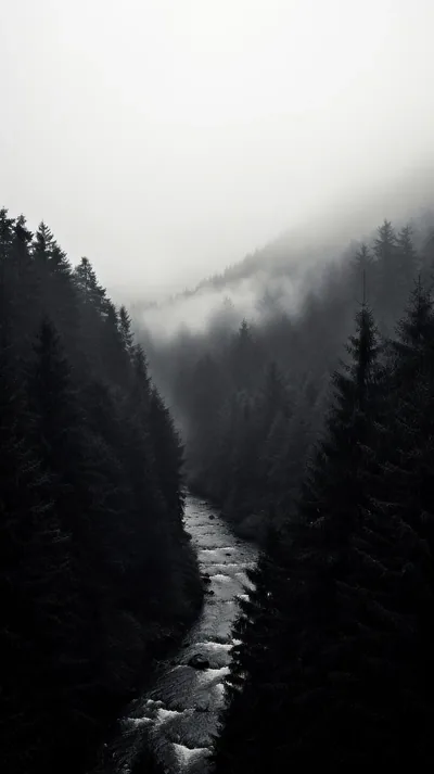A river cuts down a valley between dense pines while fog rolls over the ridge above, the whole scene left in black and white.