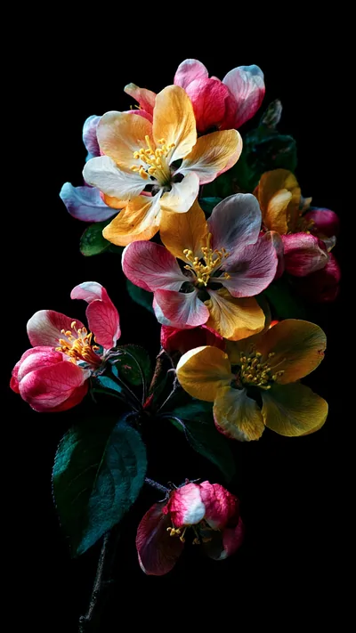 Pink and yellow blossoms open along a dark branch in a tall frame, the top and bottom edges falling into black.