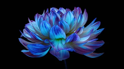 A wide dahlia glows blue and violet at the centre of pure black, each petal edged in white where the light catches it.