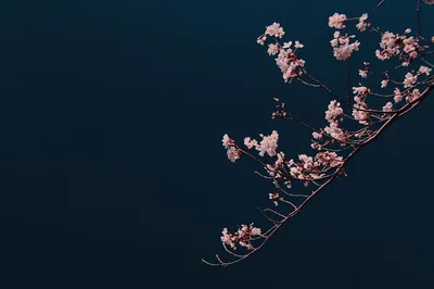 A blossoming branch cuts in from the upper right across deep blue-black, leaving the entire lower left quarter empty for a clock or app grid.