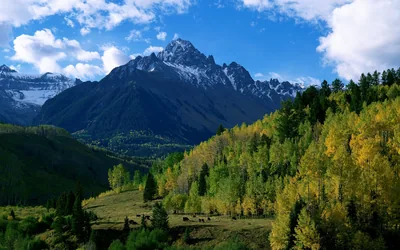 Horses graze in a meadow below yellow aspen slopes and a snow-dusted rocky peak, blue sky and clouds keeping the top third bright.