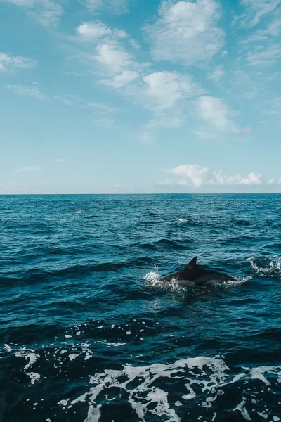 A single dolphin arcs out of choppy navy water beneath a wide blue sky, the empty upper half leaving plenty of room for a phone clock.