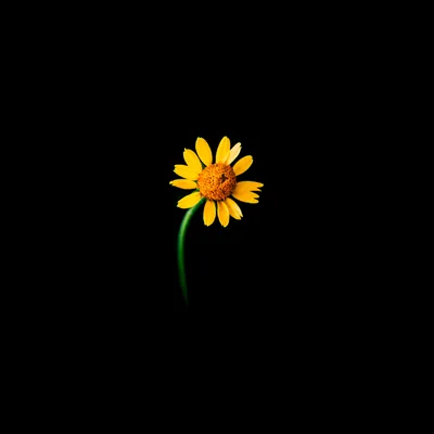 One small yellow bloom on a curved green stem sits just above centre of a flat black square — true black everywhere else, ideal for OLED screens.