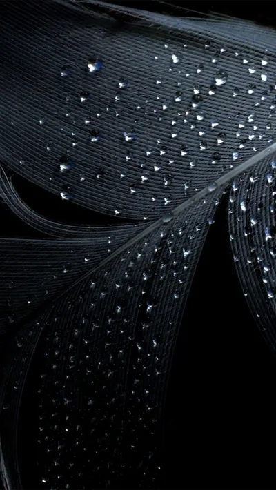 Close-up of overlapping black feathers scattered with beads of water, each drop catching a small highlight against the fine barbs.