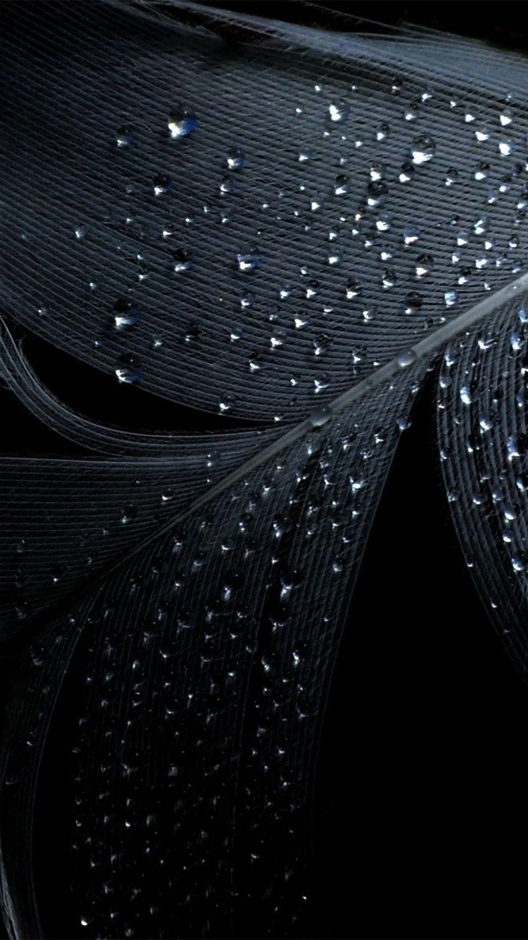 Close-up of overlapping black feathers scattered with beads of water, each drop catching a small highlight against the fine barbs.