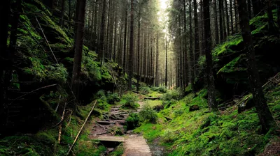 Rough stone slabs step down a moss-walled gully beneath thin straight pines, pale light entering from the top centre while both banks stay in shadow.