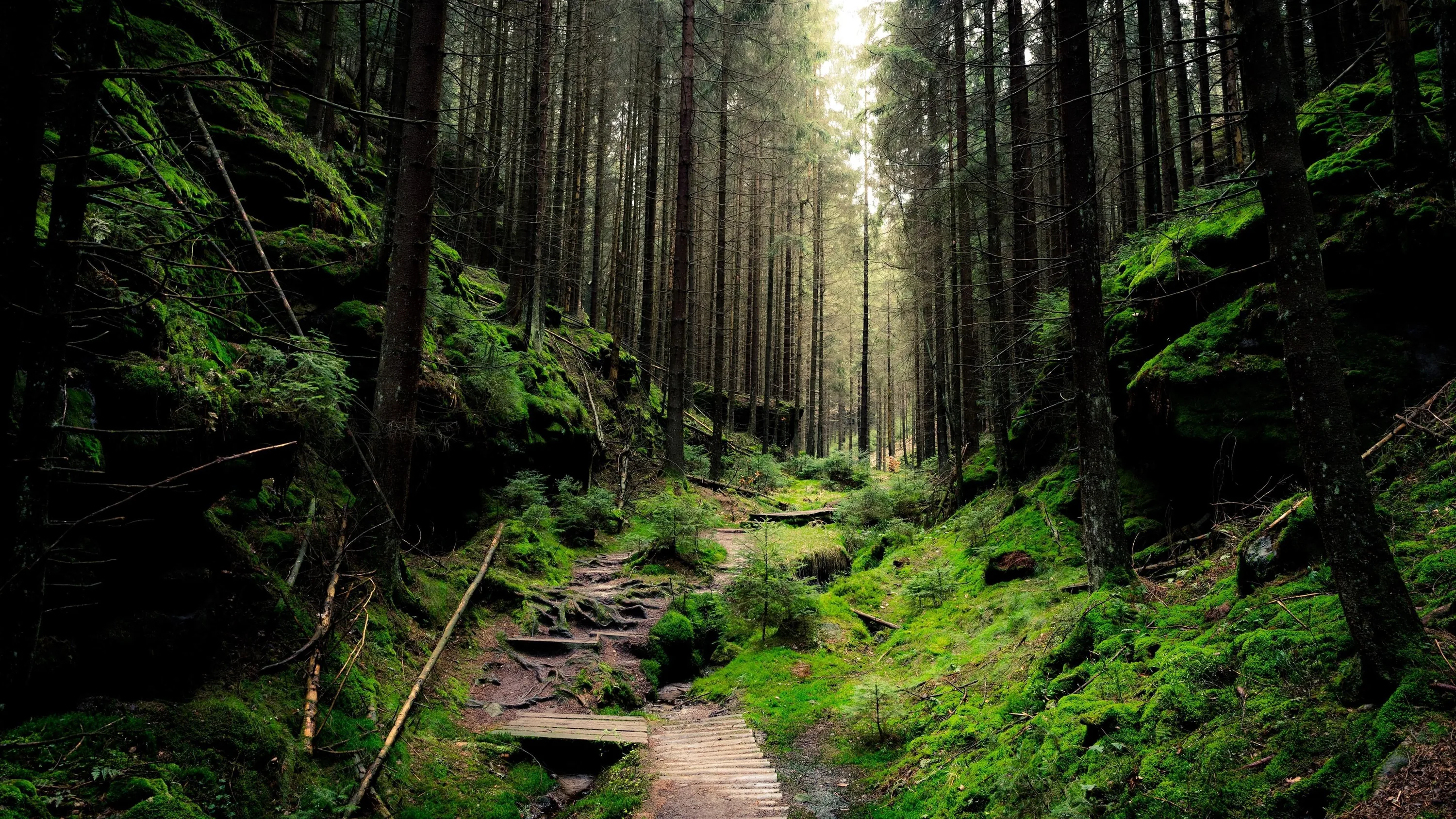Rough stone slabs step down a moss-walled gully beneath thin straight pines, pale light entering from the top centre while both banks stay in shadow.