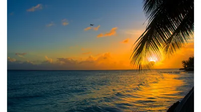 A small plane crosses the upper sky while palm fronds hang in from the right, golden light spreading across a calm sea toward the low sun.