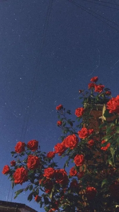 Climbing red roses crowd the lower right corner under a grainy deep blue sky, leaving the upper left open where a lock screen clock sits.