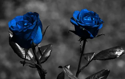 Two roses keep their deep blue colour while the leaves, stems and background behind them stay in grey monochrome.