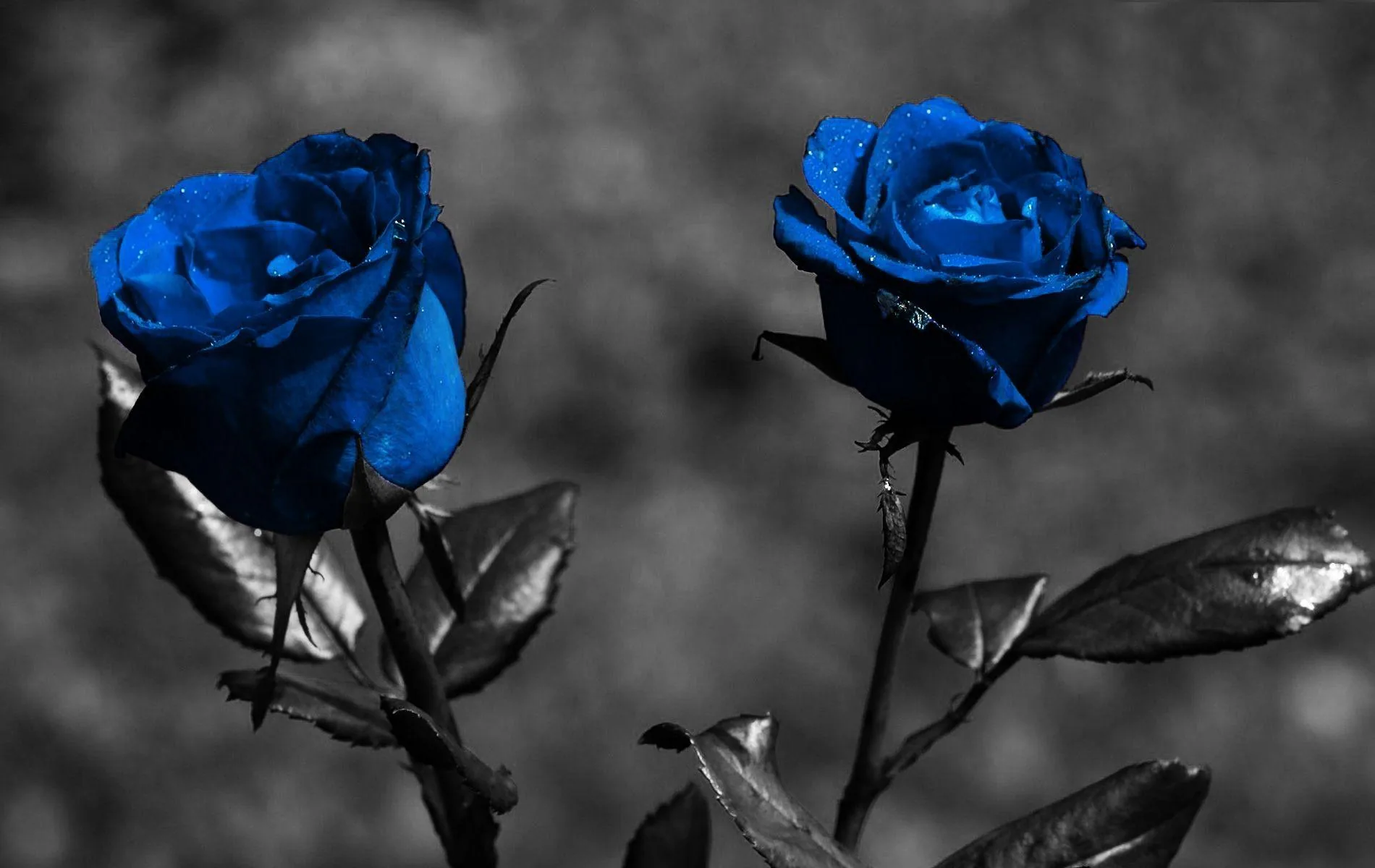Two roses keep their deep blue colour while the leaves, stems and background behind them stay in grey monochrome.