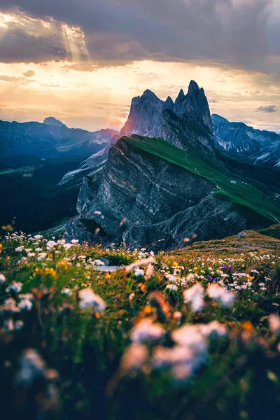 White alpine flowers blur across the foreground while a serrated rock ridge catches the setting sun, the peaks sitting high enough to survive a phone crop.