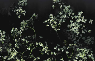 Clusters of tiny white blossoms spread across a black background on thin dark stems, the densest growth gathered along the lower right.