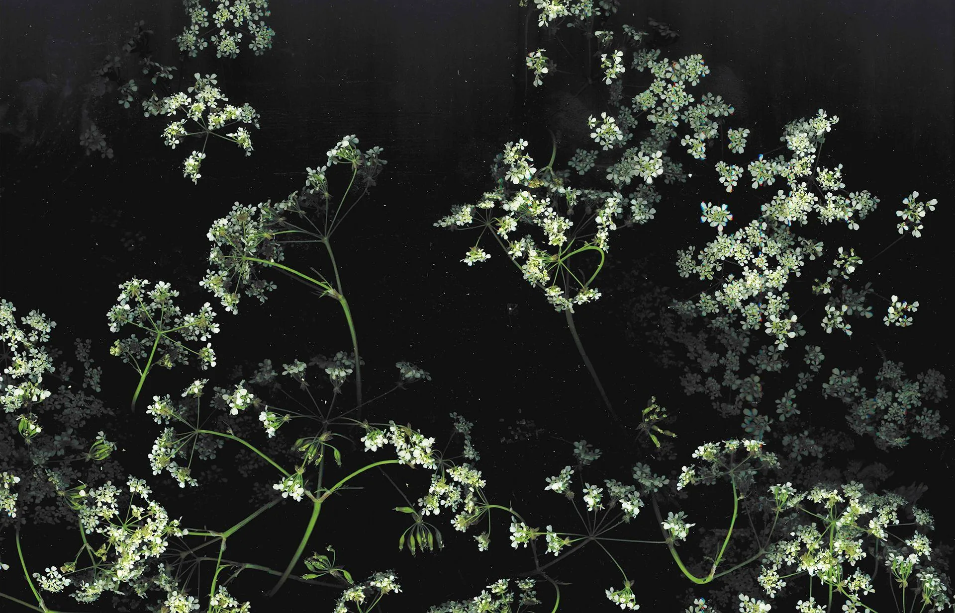 Clusters of tiny white blossoms spread across a black background on thin dark stems, the densest growth gathered along the lower right.
