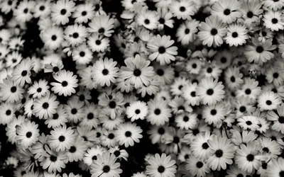 Dozens of daisies pack the frame edge to edge, their dark centres punching through petals lit from the front.