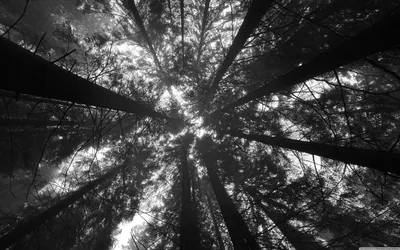 Tall trunks converge overhead in high-contrast monochrome, bright sky splintering through the canopy.