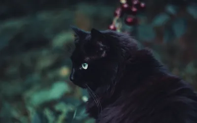 A black cat turns its head in a garden at last light, red berries hanging above it and the foliage behind cooled to teal.