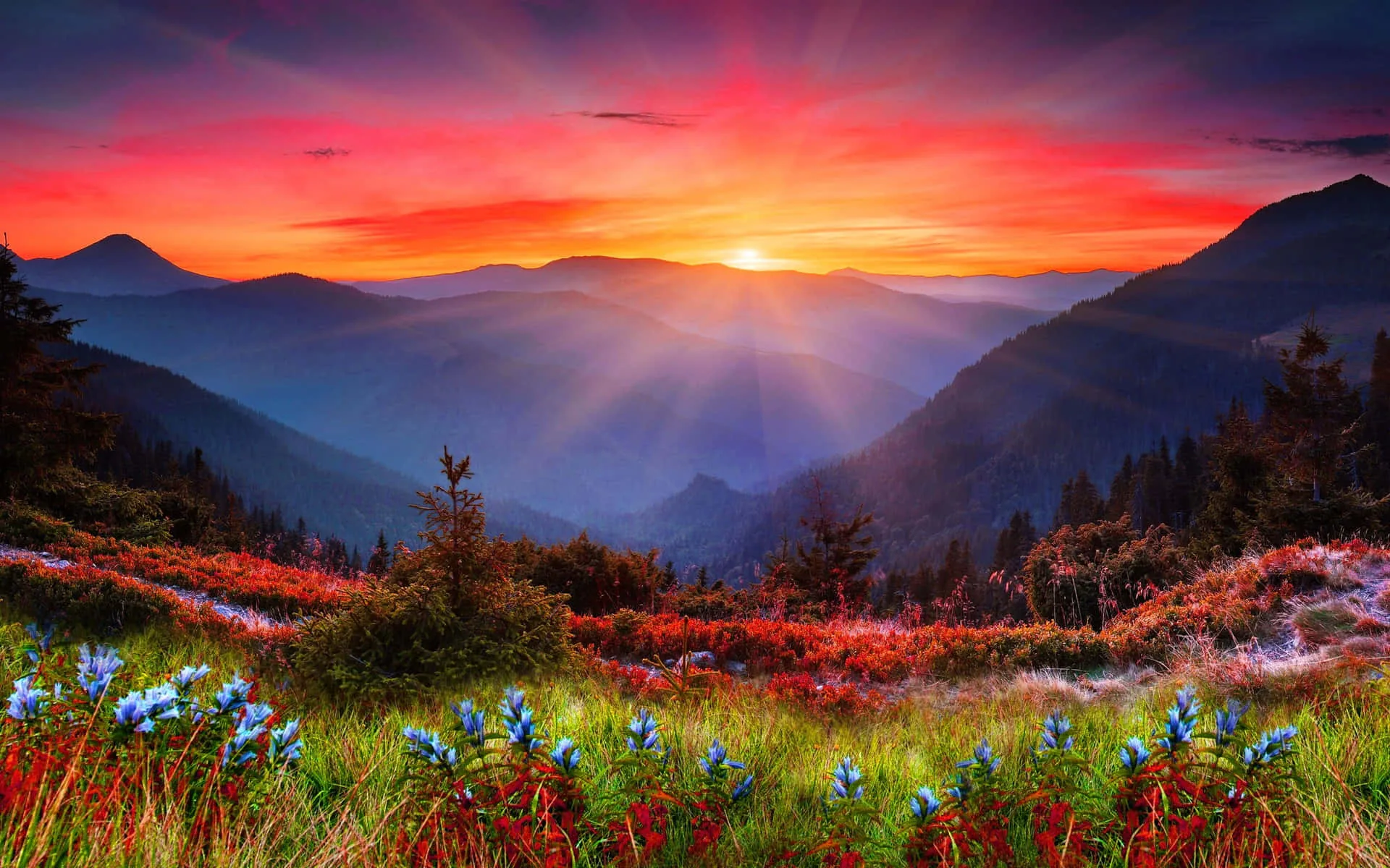 Sun rays fan out between two dark ridges as the sky burns red and violet, wildflowers filling the meadow across the foreground.