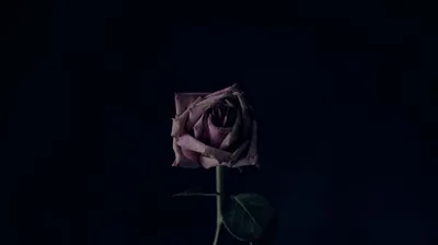 One half-open rose sits centred on a midnight blue field, its stem and two leaves running down toward the bottom edge.