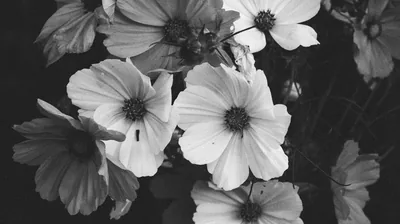 A cluster of cosmos blooms crowds the frame in monochrome, petals bright against foliage that falls away into shadow.