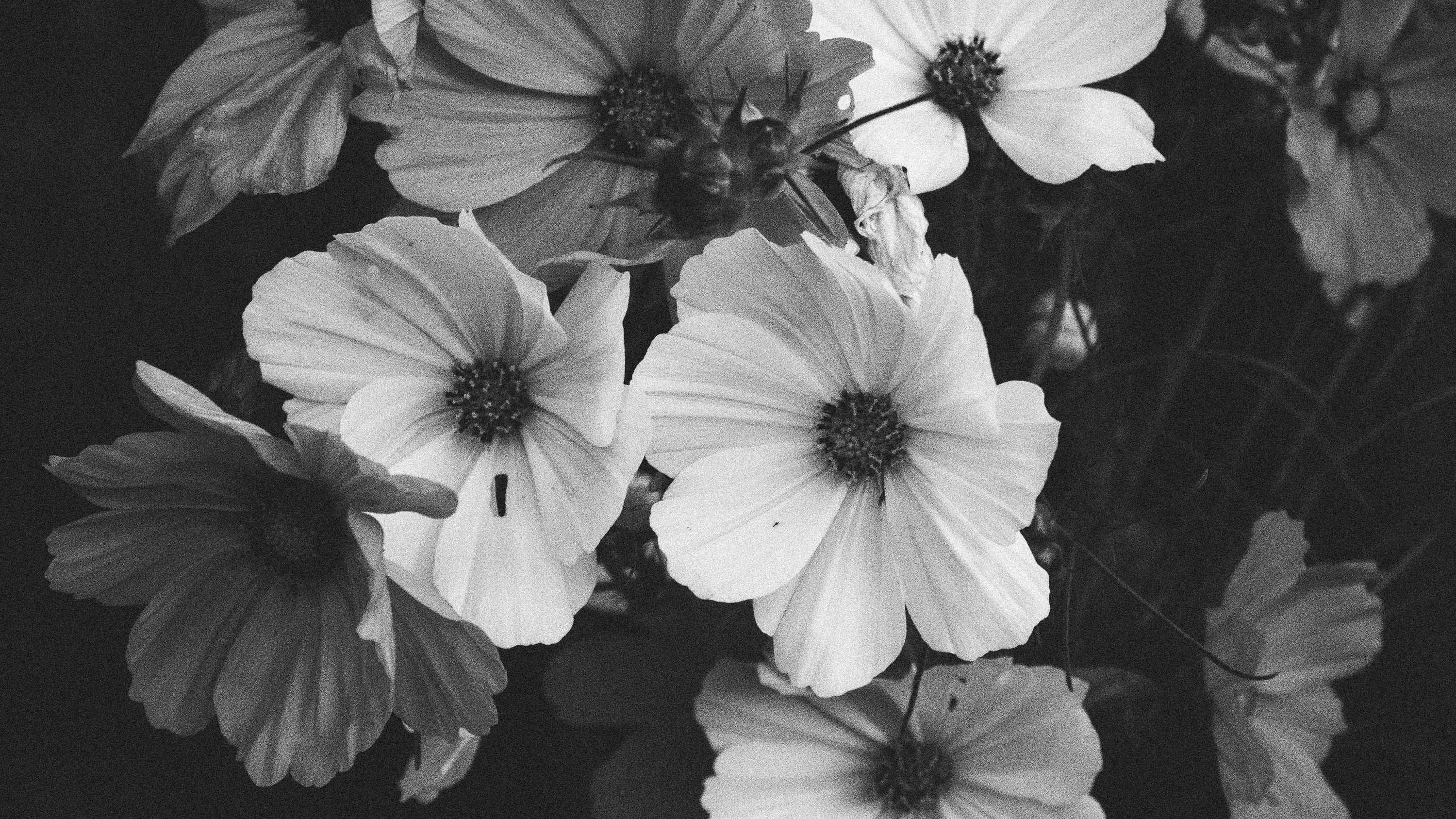 A cluster of cosmos blooms crowds the frame in monochrome, petals bright against foliage that falls away into shadow.