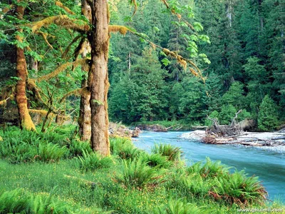 A milky turquoise river bends past moss-covered trees and beds of fern, the bright water strip crossing the right half of the frame.