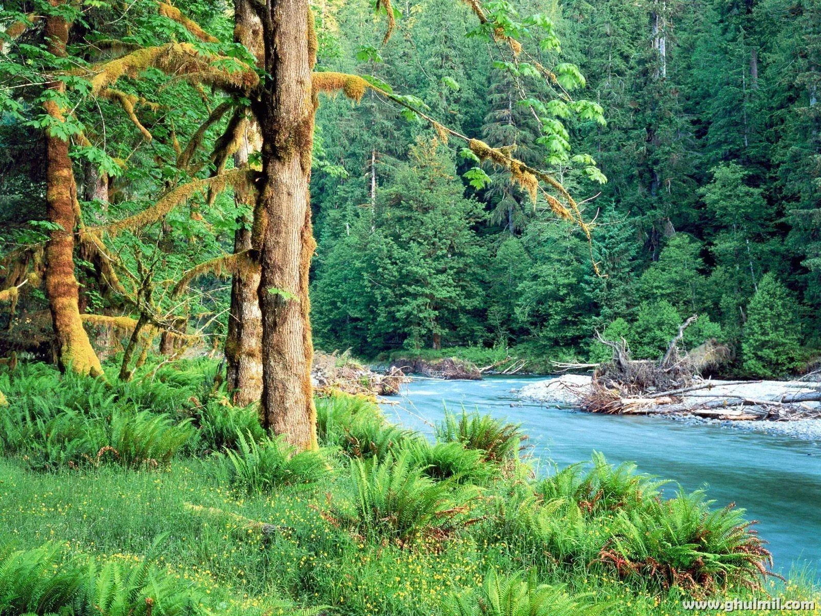 A milky turquoise river bends past moss-covered trees and beds of fern, the bright water strip crossing the right half of the frame.
