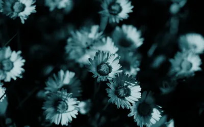 A field of small daisies shot from above in cool teal monochrome, only the middle row in focus and the rest blurred.