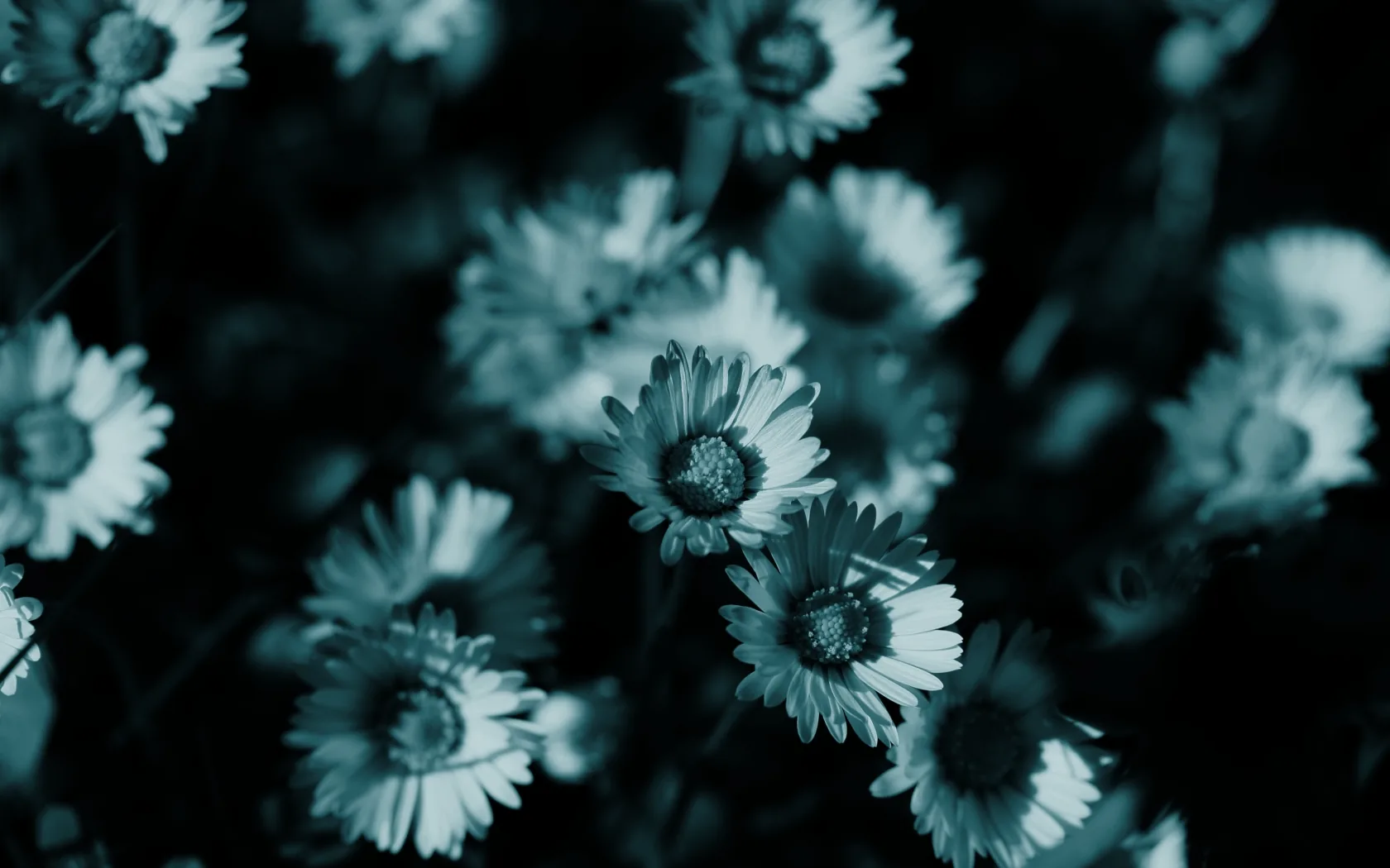 A field of small daisies shot from above in cool teal monochrome, only the middle row in focus and the rest blurred.