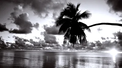 A leaning palm frames a beach at sunset, the sun burning a white streak across wet sand under towering clouds.